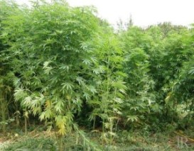 PIANTAGIONE-MARIJUANA