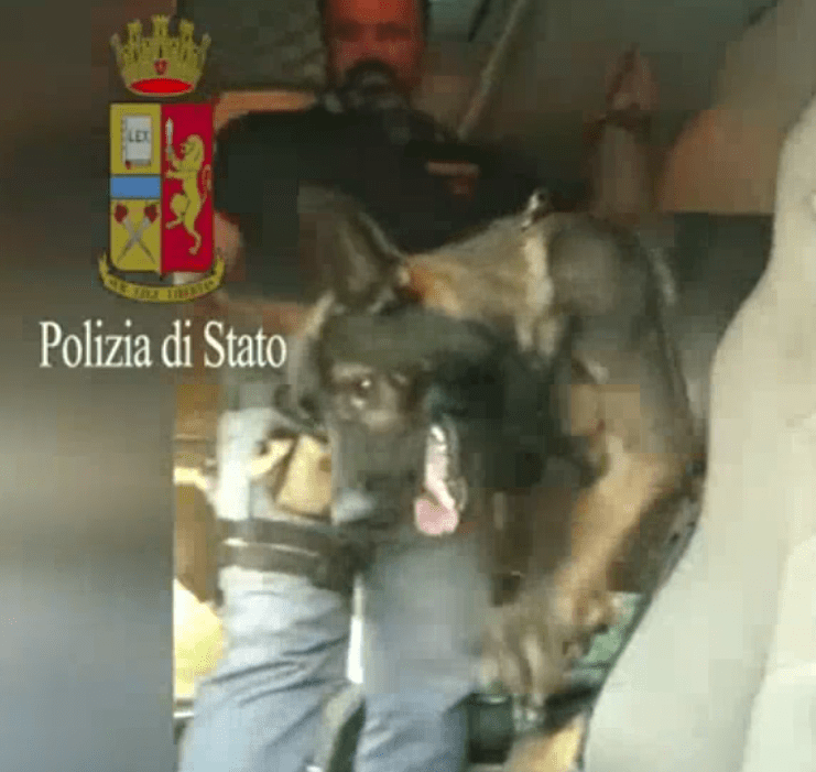 Gimbo, il cane poliziotto, trova la droga e avverte il suo conduttore suonando il clacson&nbsp;(video)