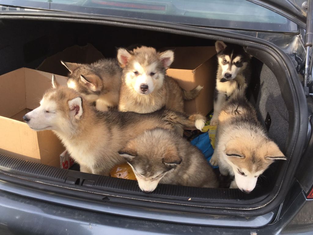 Poliziotti sequestrano sei cuccioli disidratati di siberian husky trovati in auto straniera senza&nbsp;documentazione