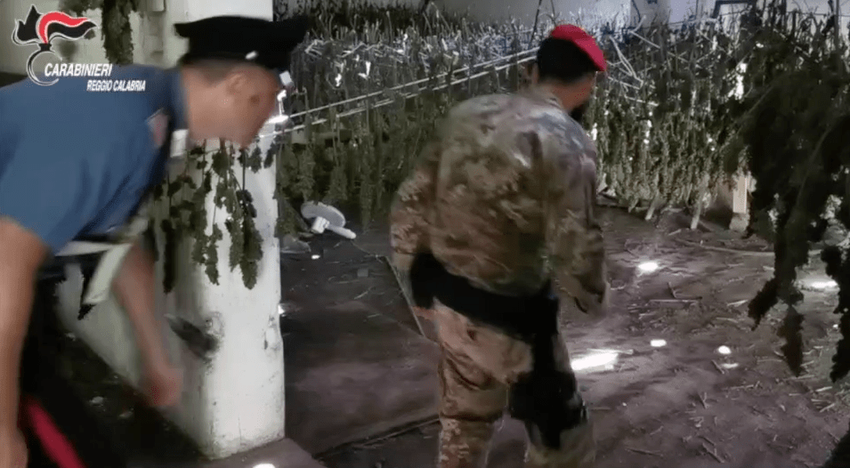 Carabinieri sequestrano 7000 piante di marijuana in capannone industriale&nbsp;abbandonato